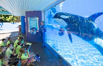 Get up close with Orcas at camp at SeaWorld