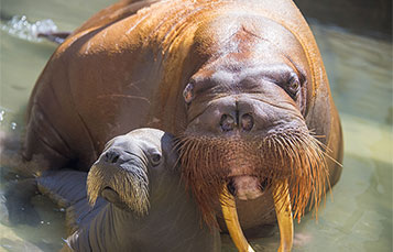 Meet new walrus mother and her baby at Wild Arctic at SeaWorld.