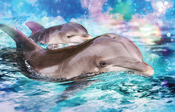 Baby Dolphins