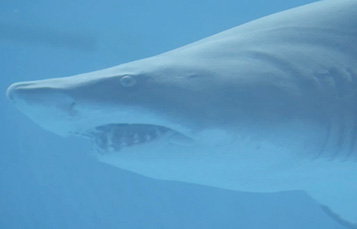 SeaWorld Orlando Sand Tiger
