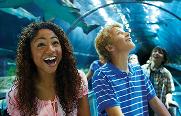 SeaWorld Orlando Shark Encounter