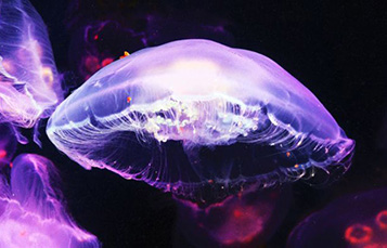 Jellyfish