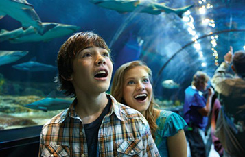 SeaWorld Orlando Shark Encounter