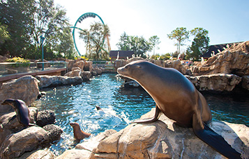 Sea Lions at SeaWorld Orlando