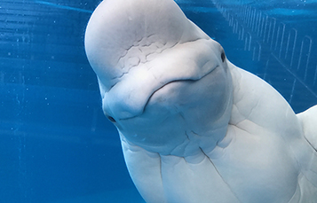Beluga Whale (Oliver) at Wild Arctic
