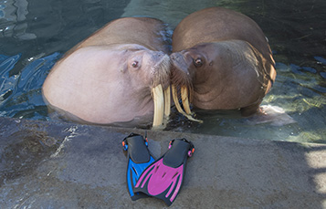 SeaWorld Orlando's walrus, Kabooble, is pregnant. 