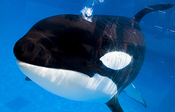 Kayla (Killer Whale) at SeaWorld Orlando