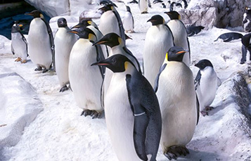 Penguin Facts for Kids