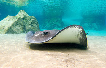 What do Stingrays Eat