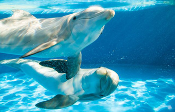 Difference Between Whales and Dolphins