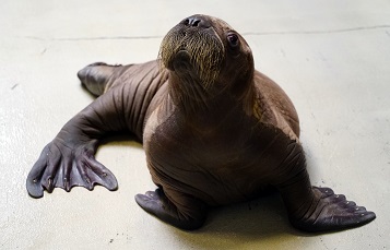 Baby Walrus 2019