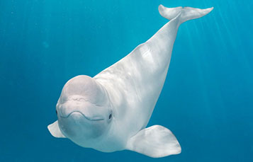Beluga Whale at SeaWorld Orlando's Wild Arctic