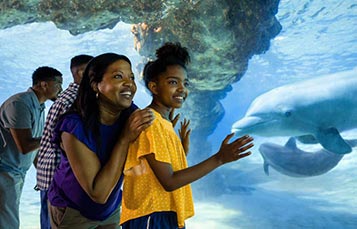 Family Viewing Dolphins at SeaWorld Orlando