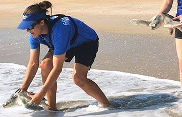 SeaWorld Turtle Rescue