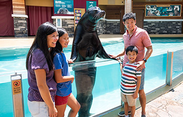 SeaWorld VIP Tour Meet a seal lion