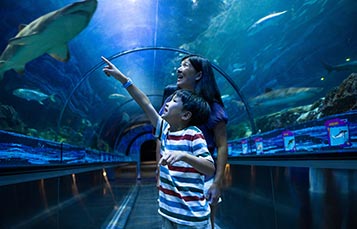 Shark Encounter at SeaWorld Orlando