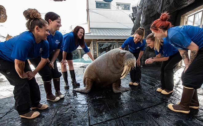 Animal Care Specialists with walrus
