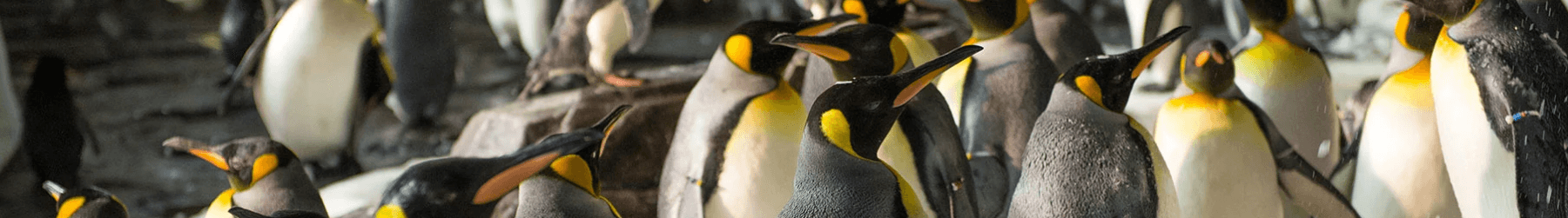 Antartica Penguin