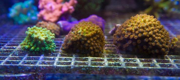 Coral reef farming