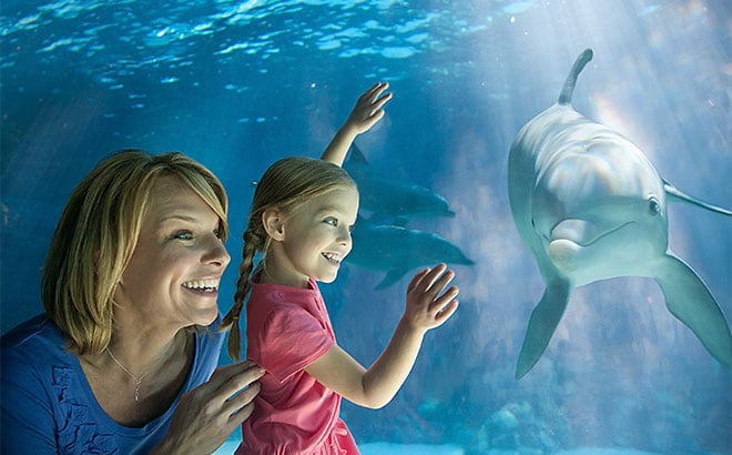 View dolphins up close at SeaWorld