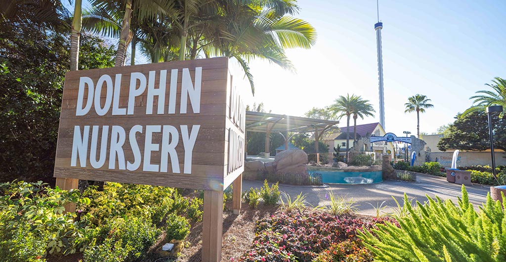 See young dolphins play at the Dolphin Nursery at SeaWorld Orlando.