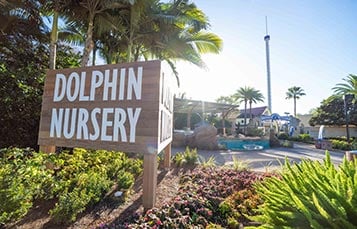 See young dolphins play at the Dolphin Nursery at SeaWorld Orlando.