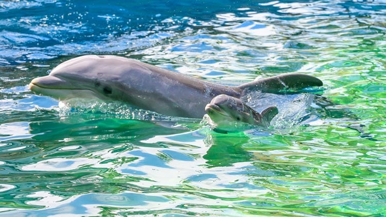 Dolphin mother and calf