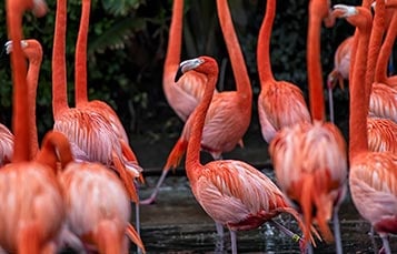 Flamingo Cove at SeaWorld Orlando