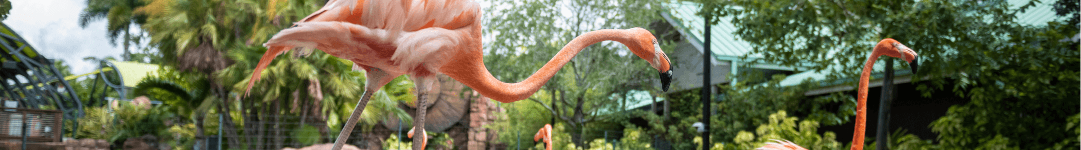 Flamingo Cove Banner