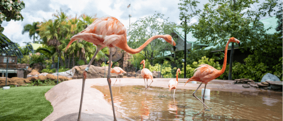 Flamingo Cove Mobile