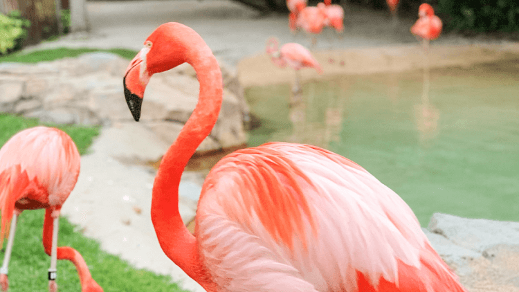 flamingo cove 1