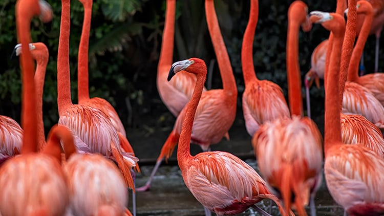 flamingo cove 2