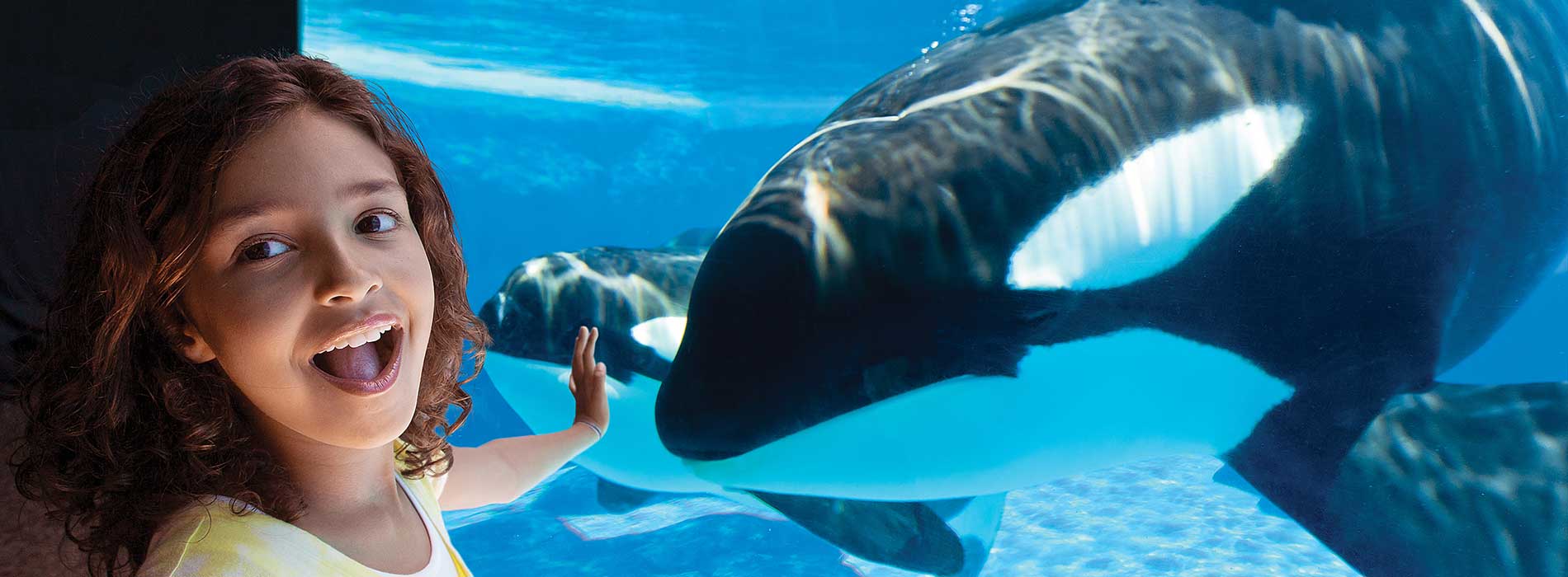 An ocean of amazement awaits you in this special underwater viewing window.