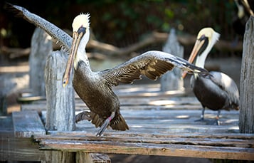 Pelican Preserve