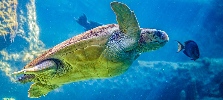Sea turtle at the SeaWorld Rescue Center