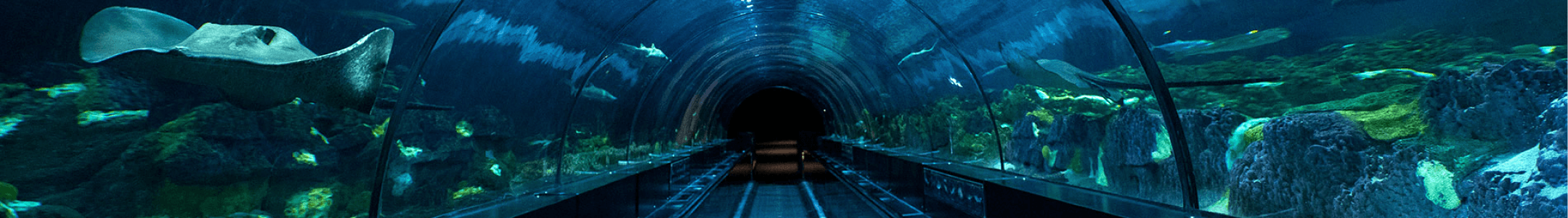 Shark encounter banner