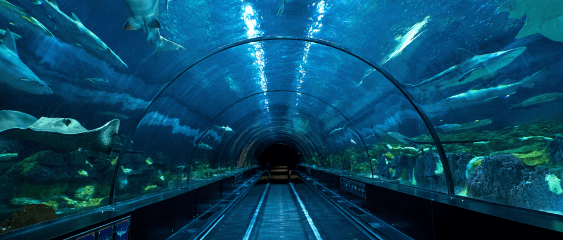 Shark encounter mobile