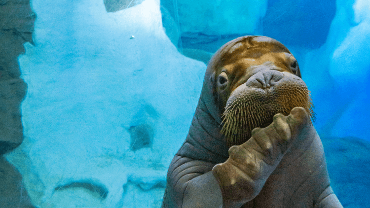 Walrus at Wild Arctic