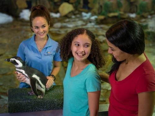 Penguin Encounter