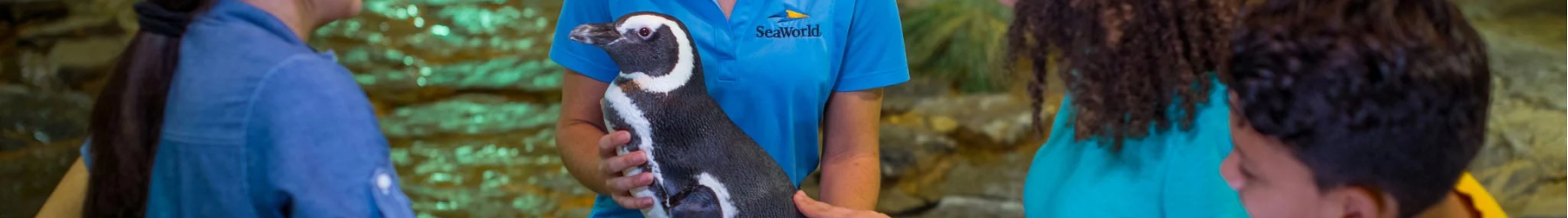 Penguin Encounter