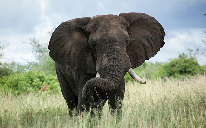 SeaWorld and Busch Gardens Conservation Fund