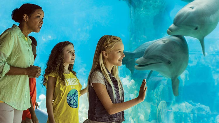 Children at the dolphin underwater viewing
