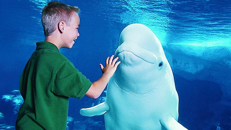 Beluga whale underwater viewing