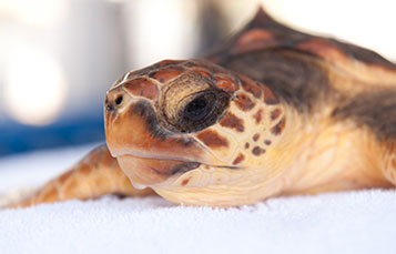 Environmental Excellence Awards