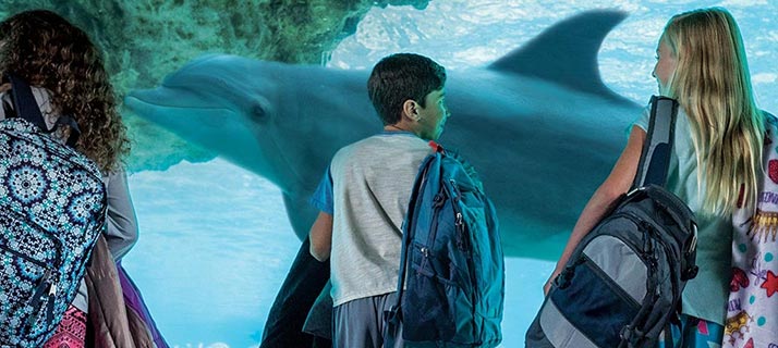 Educational sleepovers at SeaWorld Orlando