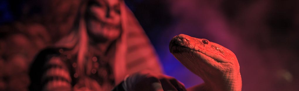 Serpentina Moray at SeaWorld Howl-O-Scream