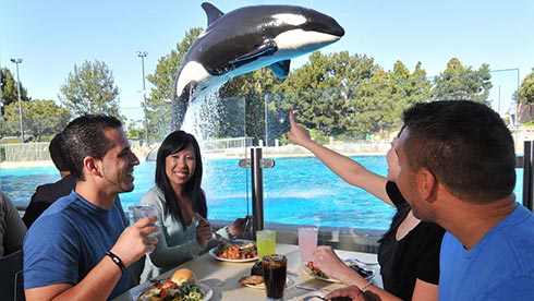 Dine with Orcas at SeaWorld Orlando