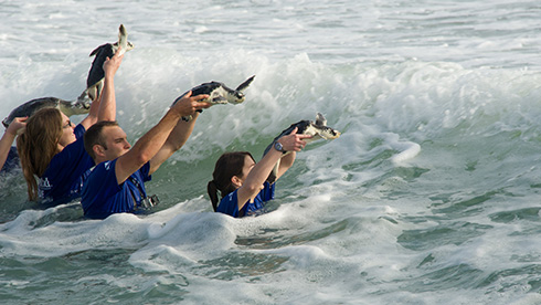 Inside Look SeaWorld Rescue Center