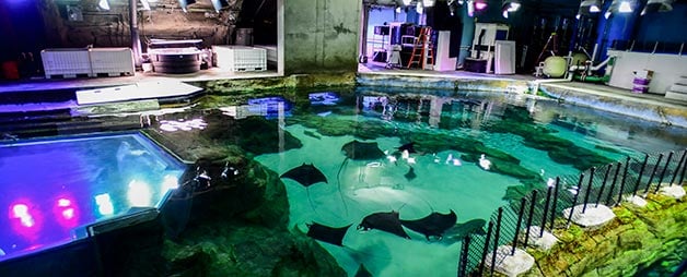 Manta Aquarium at SeaWorld Orlando