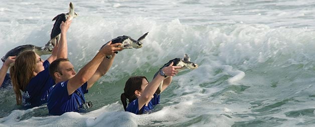 SeaWorld Rescue Team Sea Turtle Release